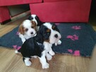 Cavalier King Charles Spaniel - 7