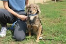 Nyra, przemiła sunia - 5