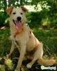 CZESIO - super, roczny psiak poleca się do adopcji - 2