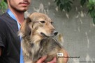 Zira - 2
