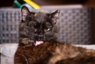 CARMILLA niewidoma niedowidząca szylkretka szuka domu POLSKA - 3