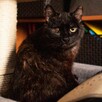 CARMILLA niewidoma niedowidząca szylkretka szuka domu POLSKA - 4