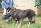 Gaja - 4