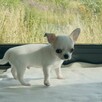 Piesek Chihuahua Krótkowłosa ZKwP FaCI - 3