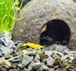 Oddam za darmo w dobre ręce zwierzątka akwariowe - 2