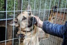 Ares - wesoły, aktywny psiak szuka domu! - 5