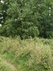 Działka 4211m2,Czarnowo, blisko jezioro,las. - 9