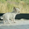 Piesek Chihuahua Krótkowłosa ZKwP FaCI - 2