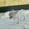 Piesek Chihuahua Krótkowłosa ZKwP FaCI - 4