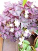 Achimenes -sadzonki - 11