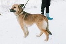 Doris - młoda, łagodna, niekonfliktowa sunia! - 2