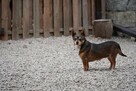 Mali i Majlo - adoptuj przyjaciół na całe życie! ️ - 2