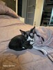 Kocurki Devon Rex - 4