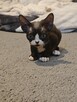 Kocurki Devon Rex - 8