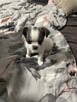 Chihuahua miniaturka - 6