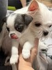 Chihuahua miniaturka - 8