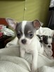Chihuahua miniaturka - 4