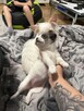 Chihuahua miniaturka - 10