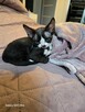 Kocurki Devon Rex - 5