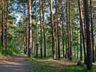 Działki budowlane w lesie w otoczeniu jezior - 11
