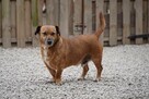 Mali i Majlo - adoptuj przyjaciół na całe życie! ️ - 3