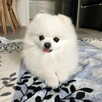 Urocze szczenięta rasy pomeranian, które obdarzą Twój dom mi - 3