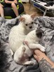 Chihuahua miniaturka - 9