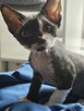 Kocurki Devon Rex - 3