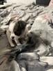 Chihuahua miniaturka - 12
