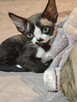 Kocurki Devon Rex - 6