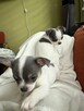 Chihuahua miniaturka - 2