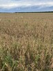 Sprzedam Lubin - 5