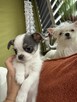 Chihuahua miniaturka - 5