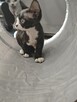 Kocurki Devon Rex - 2