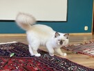 Młode kotki Ragdoll FPL - 7