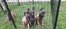Owczarek belgijski malinois - 6