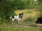Bobik szuka swojego człowieka - 7