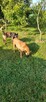 Owczarek belgijski malinois - 7