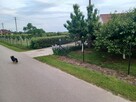 Sprzedam dom - 10