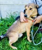 KUMPEL - cudny psiak szuka najlepszego domu - 2