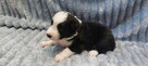 Border Collie szczeniaki czarno-białe piękne - 11