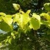 Brzoza brodawkowata ‘Aurea’ – złote liście, elegancki pokrój - 2