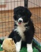 Border Collie szczeniaki pieski - 4