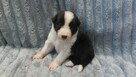 Border Collie szczeniaki czarno-białe piękne - 4