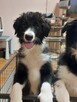 Border Collie szczeniaki pieski - 7