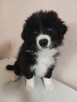 Border Collie szczeniaki pieski - 5