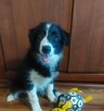 Border Collie szczeniaki pieski - 3