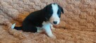 Border Collie szczeniaki czarno-białe piękne - 8