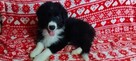 Border Collie szczeniaki pieski - 8