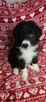 Border Collie szczeniaki pieski - 9